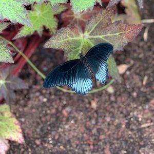 Meet your Posher, Jess